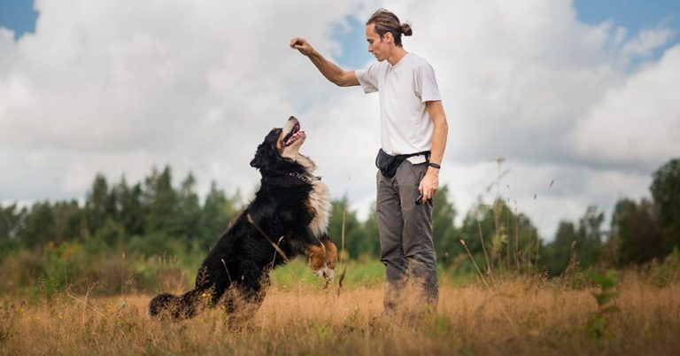 Hunde erziehen und richtig trainieren