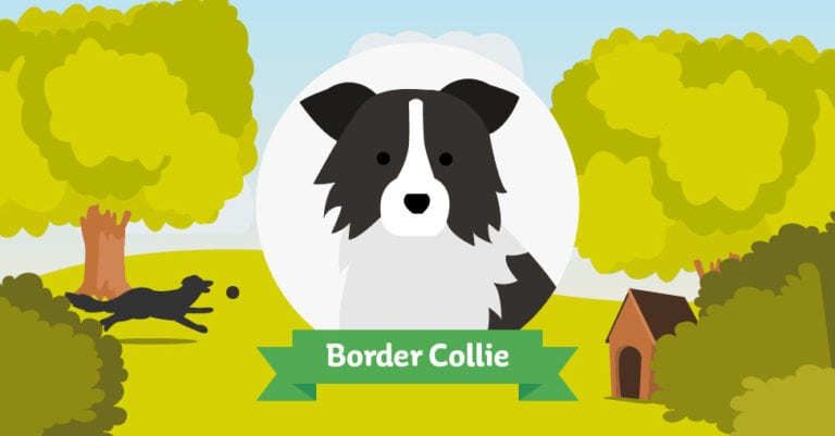 Der Border Collie: Das große Rasseportrait