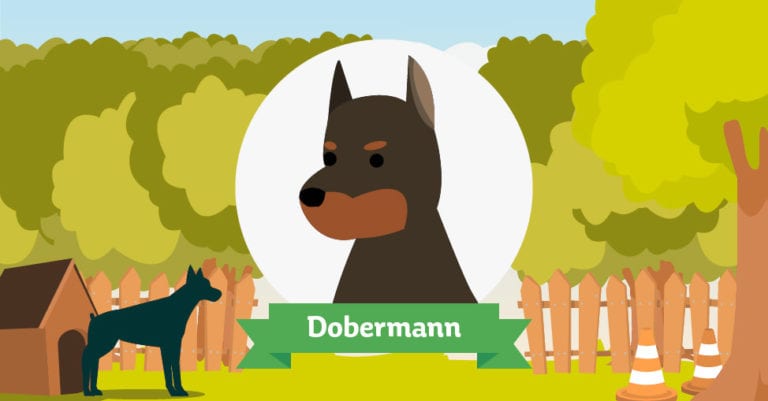 Der Dobermann: Das große Rasseportrait