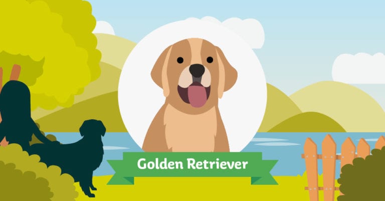 Der Golden Retriever: Das große Rasseportrait