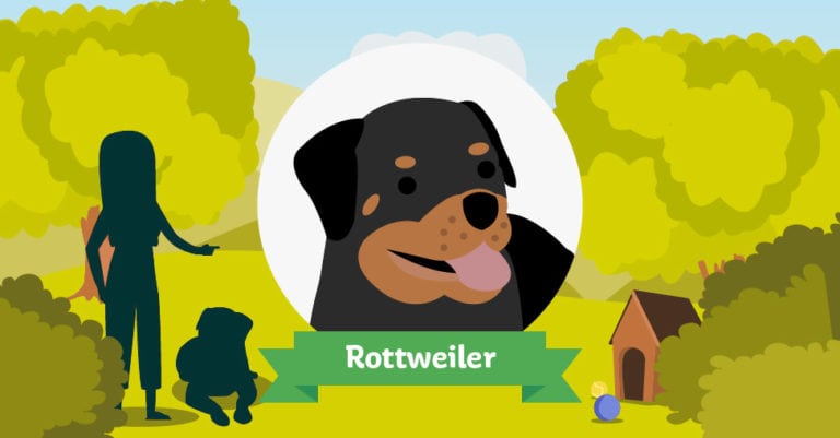 Der Rottweiler: Das große Rasseportrait