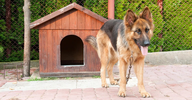 Die 4 Besten Hundehütten (2024) im Test!