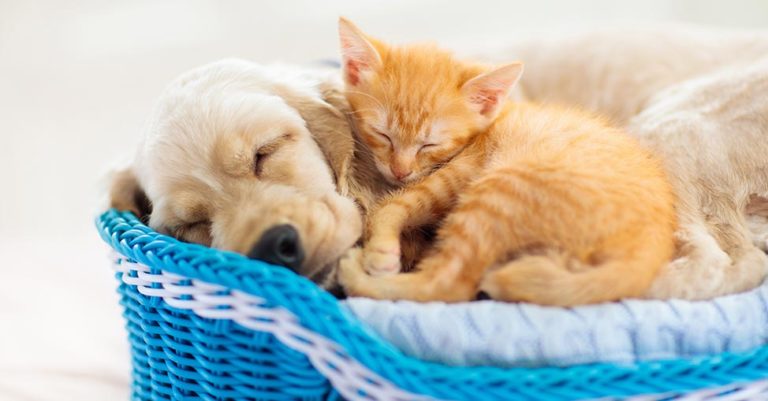 Die 4 Besten Hundekörbe (2025) Im Test!