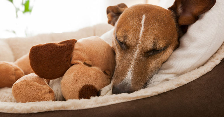 Die 3 Besten Hundebetten (2025) im Test!