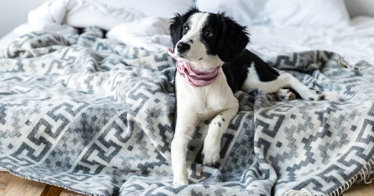 Die 4 Besten Hundedecken (2025) im Test!