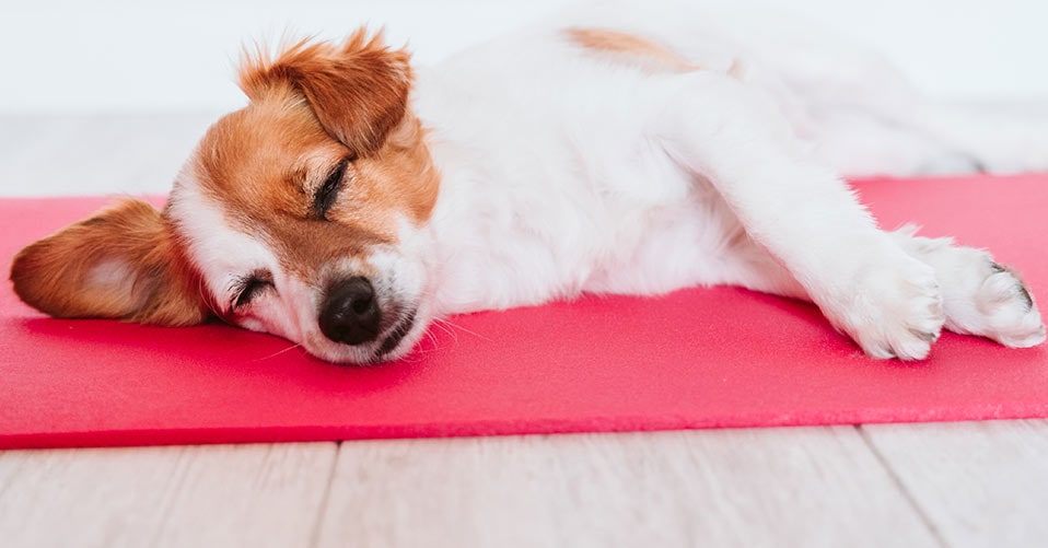 Kühlmatte Hund 2.0 zum Kühlen. Am besten von uns getestet lesen Sie die  Vorteile