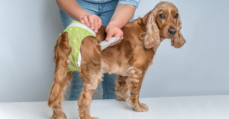 Die 3 Besten Hundewindeln (2025) im Test!