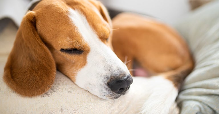 Die 3 Besten Beruhigungsmittel für Hunde (2023) Im Test!
