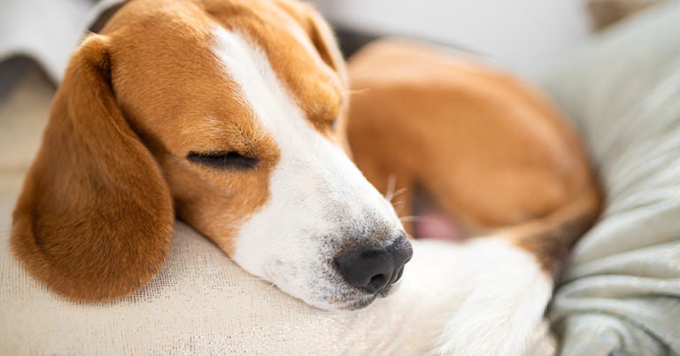 Die 4 Besten Beruhigungsmittel für Hunde (2025) Im Test!