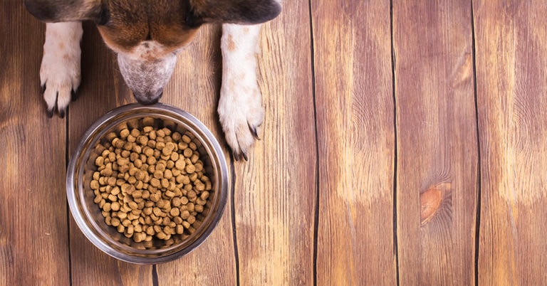 Die 4 Besten Bio Hundefutter (2025) im Test!