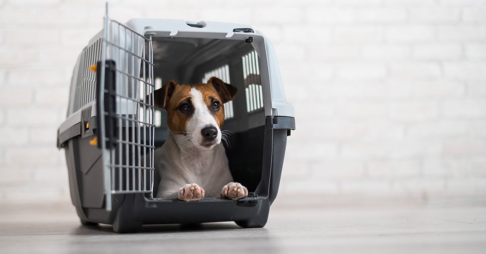 Hundeboxen fürs Auto: Schon für 210 Euro sind Hunde gut geschützt