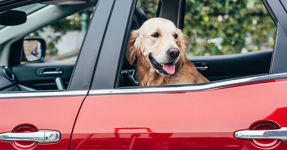 BedDog Autoschondecke für den Kofferraum oder Rücksitz reflektierend