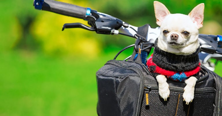 Die 3 Besten Hundefahrradkörbe (2024) im Test!