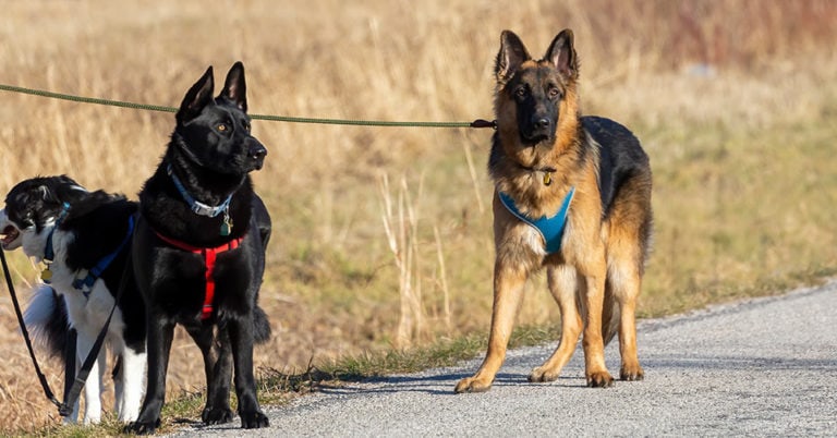 Die 4 Besten Hundegeschirre (2025) im Test!