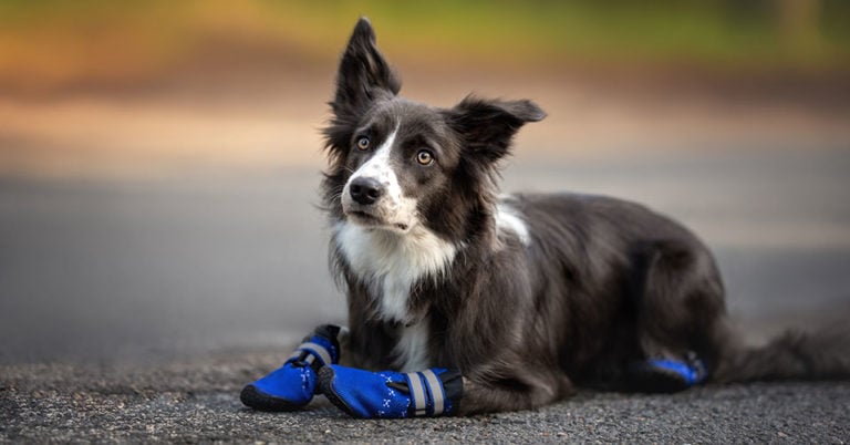 Die 4 Besten Hundeschuhe (2024) im Test!