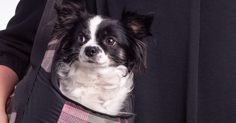 Die 3 Besten Hundetragetaschen (2025) im Test!