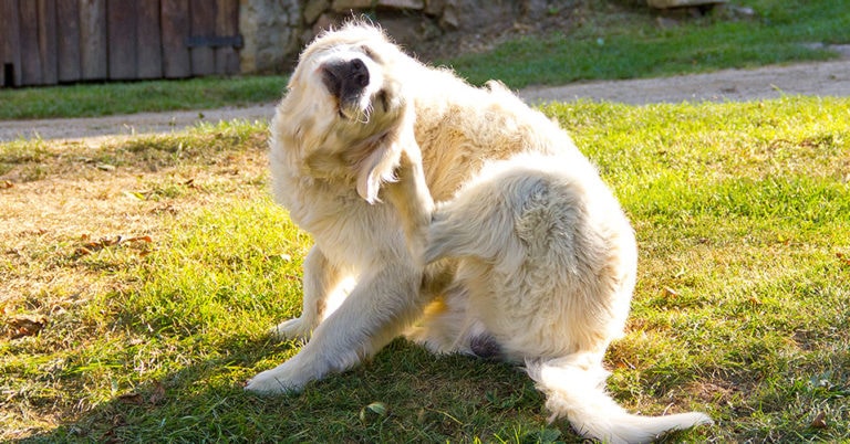 Die 3 Besten Flohmittel für Hunde (2025) Im Test!