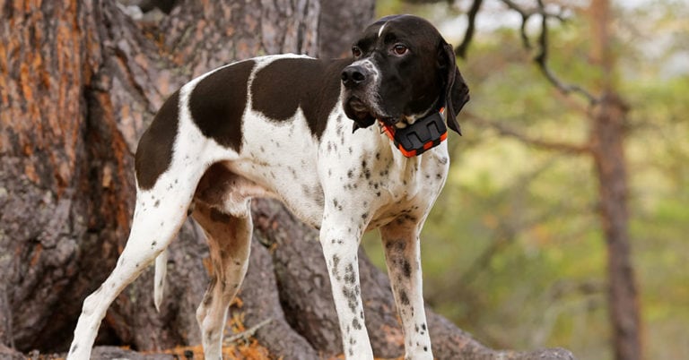 Die 5 Besten GPS Tracker Für Hunde (2024) Im Test!