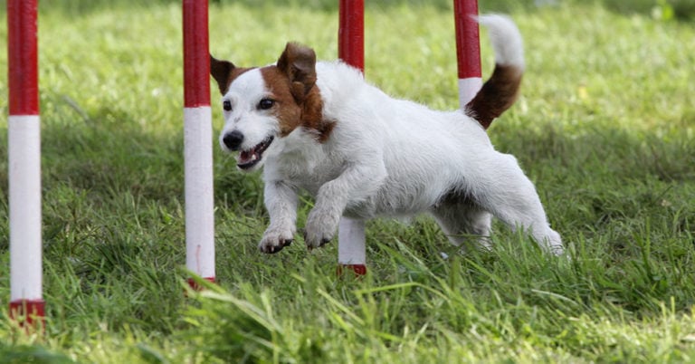 Die 3 Besten Agility Sets (2025) Im Test!