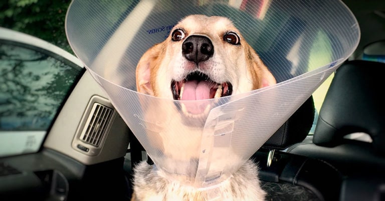 Die 3 Besten Halskrausen für Hunde (2025) im Test!