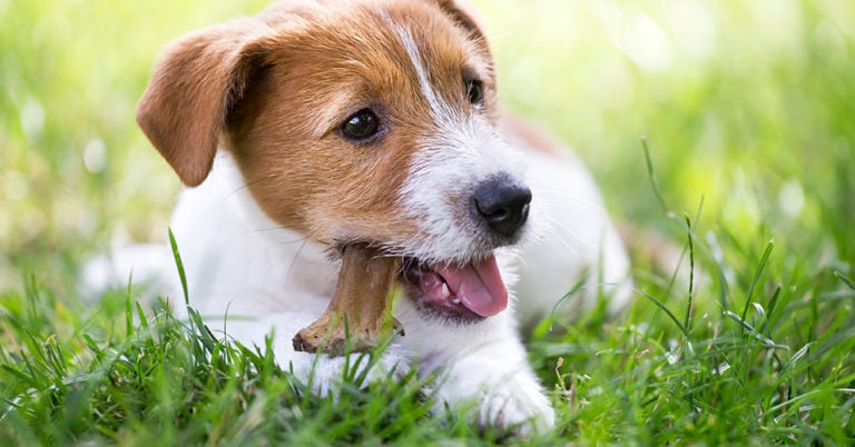 Die 4 Besten Hunde Kauknochen (2025) im Test!