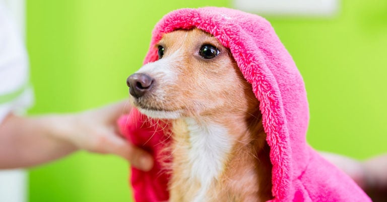 Die 5 Besten Hundebademäntel (2025) im Test!