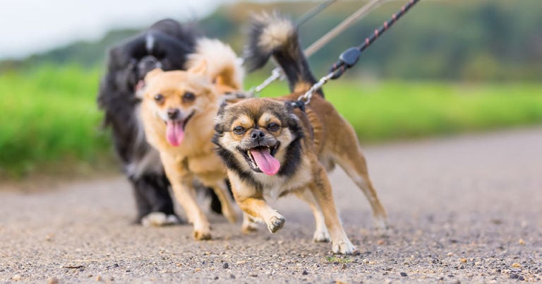 Die 3 Besten Hundegeschirre für ziehende Hunde (2023) im Test!