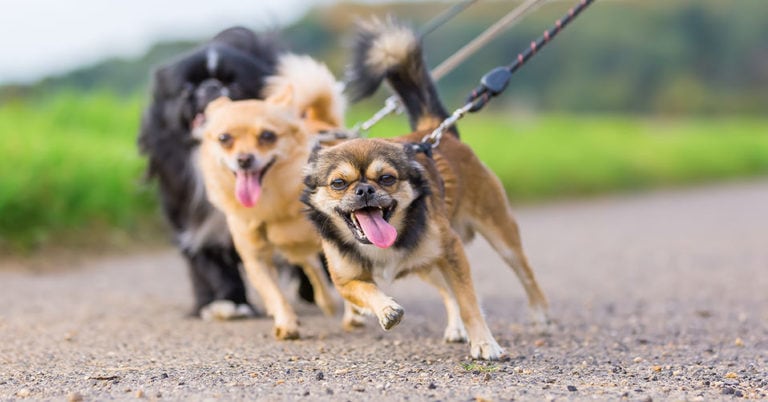 Die 3 Besten Hundegeschirre für ziehende Hunde (2024) im Test!