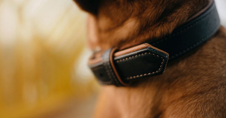 Die 3 Besten Hundehalsbänder aus Leder (2025) im Test!