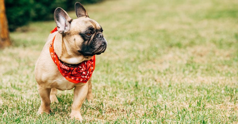 Die 3 Besten Hundehalstücher (2023) im Test!