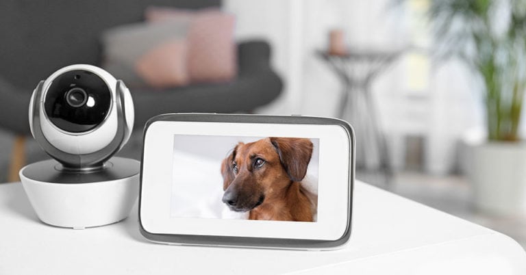 Die 6 Besten Hundekameras (2025) im Test!