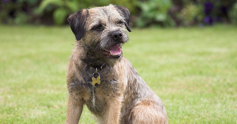 Die 3 Besten Hundemarken (2025) im Test!