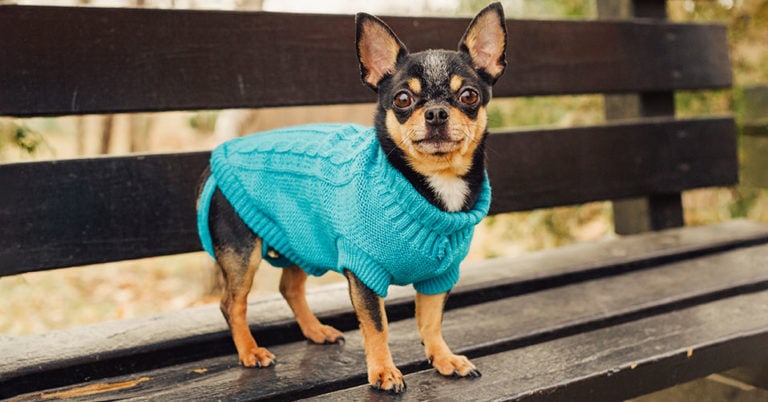 Die 3 Besten Hundepullover (2025) im Test!
