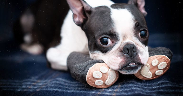 Die 3 Besten Hundesocken (2025) im Test!
