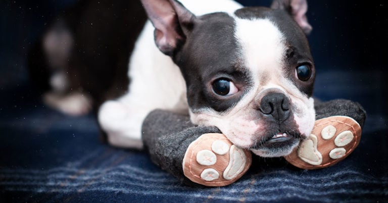 Die 3 Besten Hundesocken (2024) im Test!