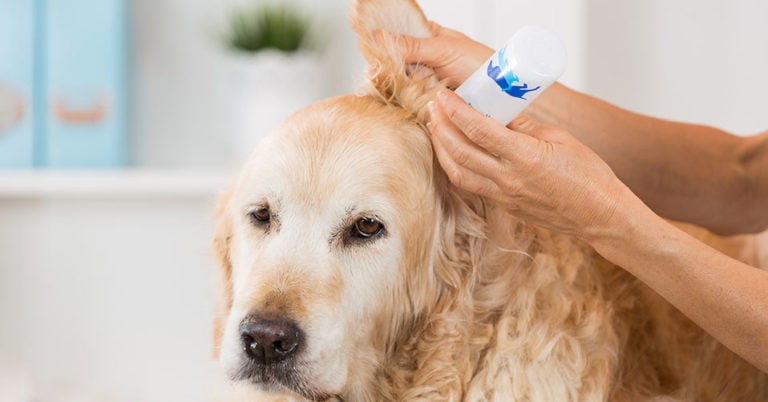 Die 3 Besten Ohrreiniger für Hunde (2025) im Test!