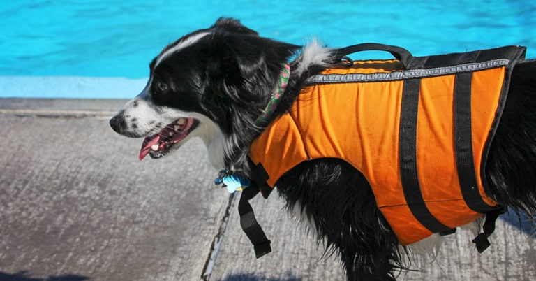 Die 4 Besten Schwimmwesten für Hunde (2024) im Test!