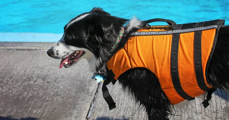 Die 4 Besten Schwimmwesten für Hunde (2025) im Test!