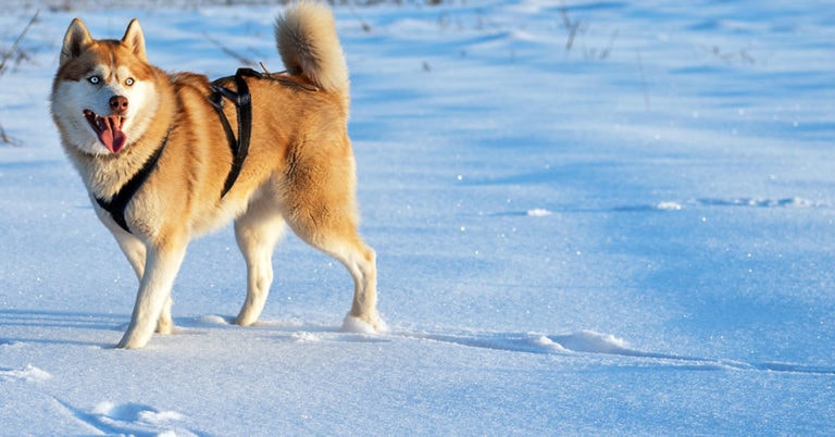 Die 3 Besten Sicherheitsgeschirre für Hunde (2025) im Test!