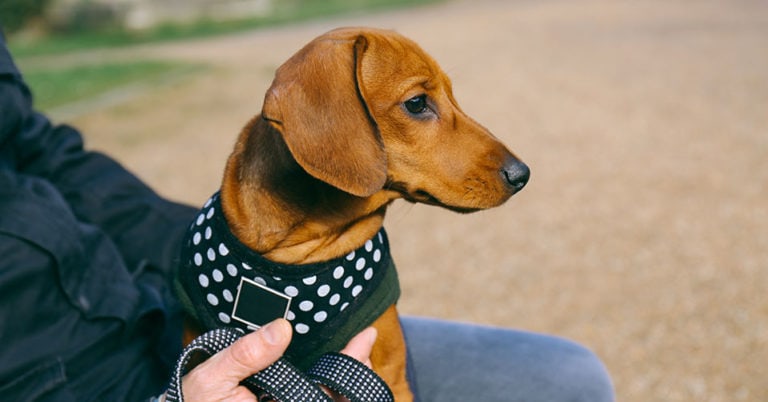 Die 4 Besten Hundegeschirre Gepolstert (2025) Im Test!