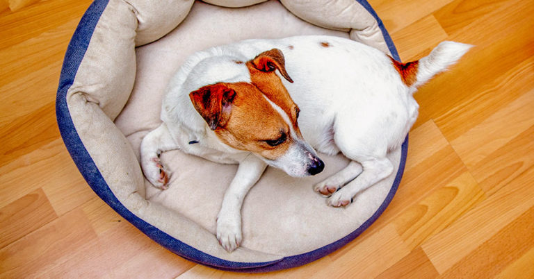 Die 4 Besten Orthopädischen Hundebetten (2025) im Test!