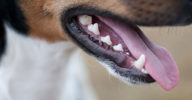 Die 4 Besten Zahnpflegen für Hunde (2024) im Test!