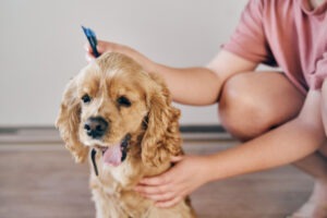 zeckenhalsband für hunde