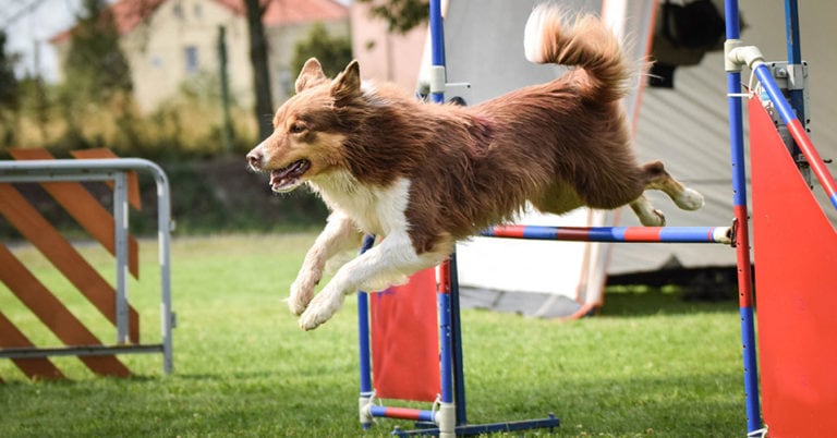 Die 4 Besten Agility Geräte (2025) Im Test!