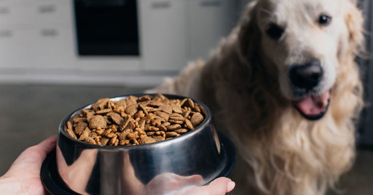 Die 4 Besten Getreidefreies Hundefutter (2024) im Test!