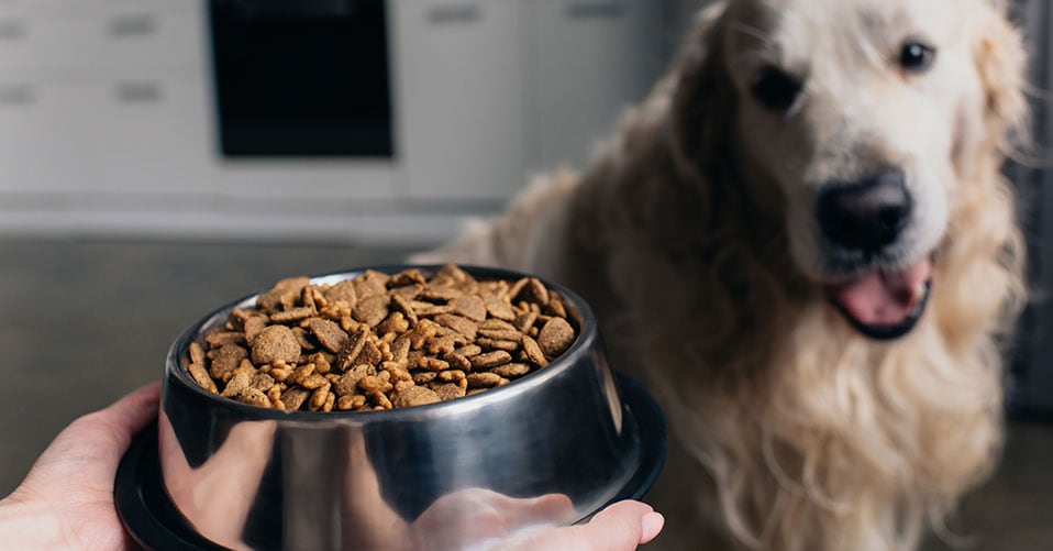 Die 3 Besten Getreidefreies Hundefutter (2024) im Test! 