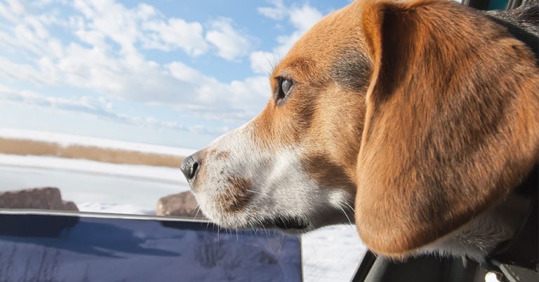 Die 3 Besten Hunde Autositze (2025) im Test!