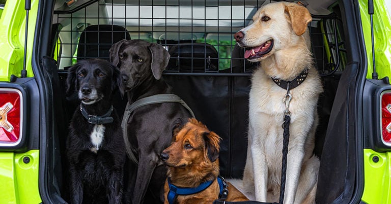 Die 3 Besten Hundegitter für das Auto (2024) im Test!