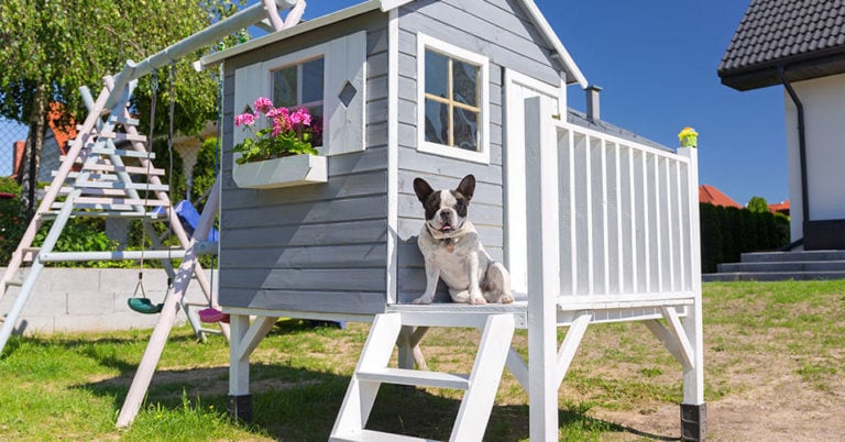 Die 4 Besten Hundehütten isoliert (2024) im Test!