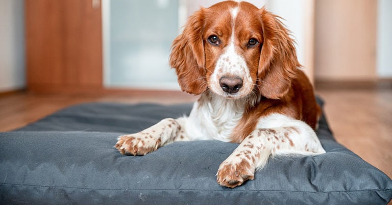 Die 4 Besten Hundematten (2025) im Test!